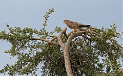 Greater Kestrel